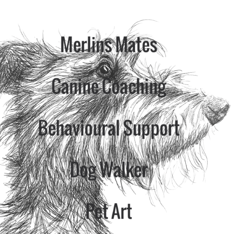 Merlins Mates - Canine Coaching , Behavioural Support , Dog Walker