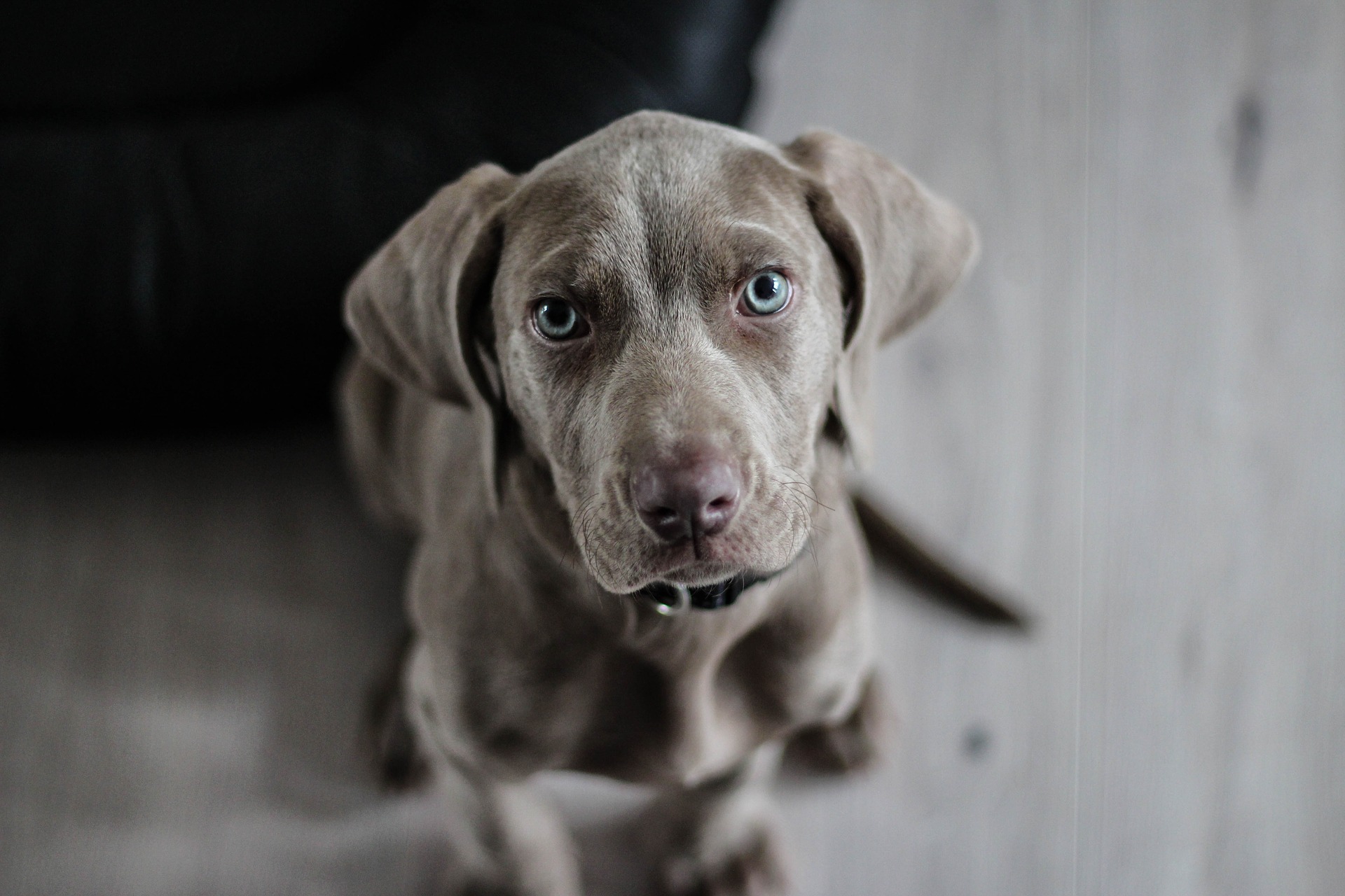 can you over exercise a puppy